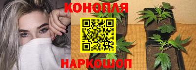 a pvp Новозыбков
